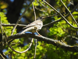 Fototapeta premium The bird is standing on a branch