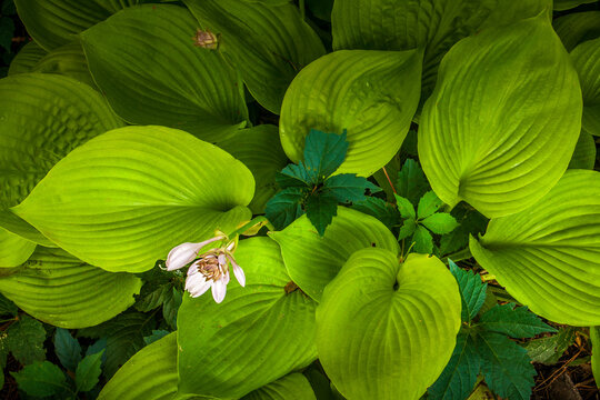 Looking down on hostas and flowers