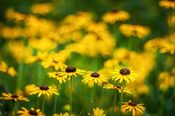 Meadow of yellow spring flowers