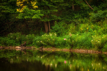 Lush woodland along a river