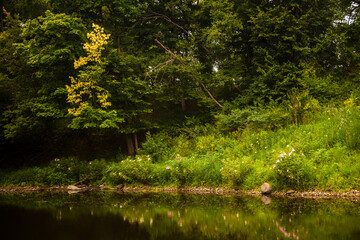 Lush woodland along a river