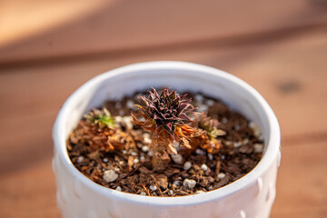 small potted succulent