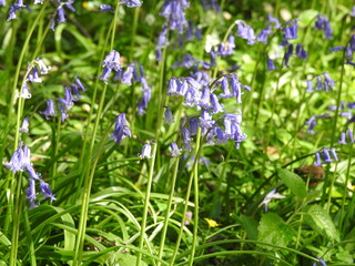 Blue little flowers like bells in the forest