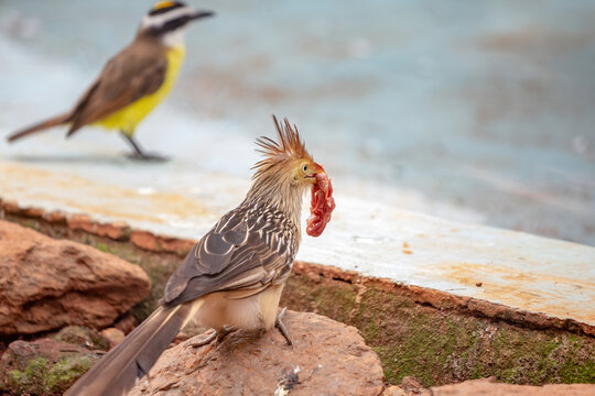 Guira Cuckoo of the species Guira guira