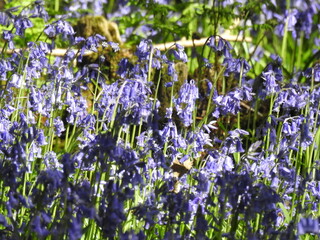 Blue little flowers like bells in the forest