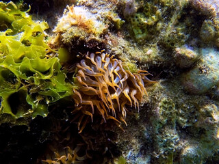 Naklejka na ściany i meble Yellow aiptasia glasrose Mediterranean sea anemone - Aiptasia diaphana