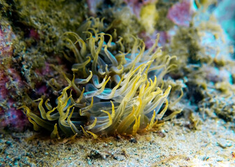 Yellow aiptasia glasrose Mediterranean sea anemone -  Aiptasia diaphana