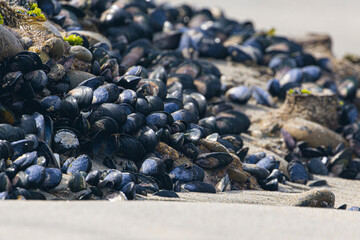 Miesmuscheln am Felsen