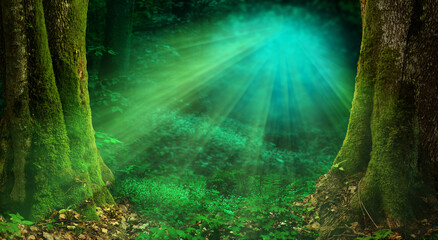 Sunlight in forest Magical woods landscape, old thick mossy trees, rays of light, fairy tale forest