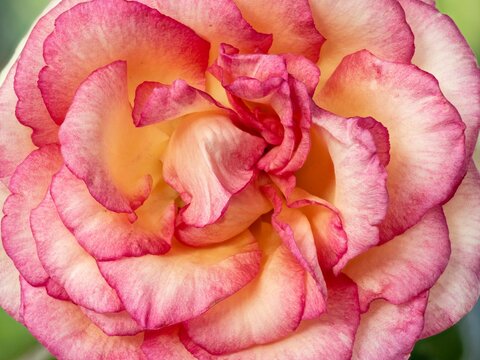 Rosa, Bluemen Art 