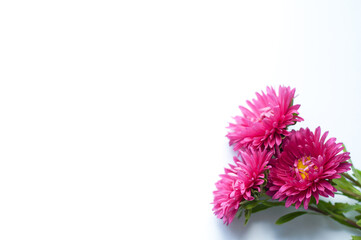 Beautiful bouquet of pink asters flowers on a white background. Lush blooming flowers. Place for text. Flat lay