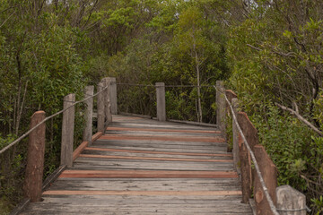 Obraz premium Camino de madera rodeado de naturaleza