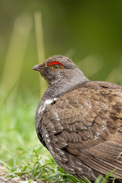 Dusky Grouse #2