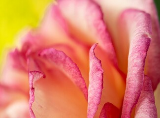Rose, Blumen Art, Rosa, Hintergrund
