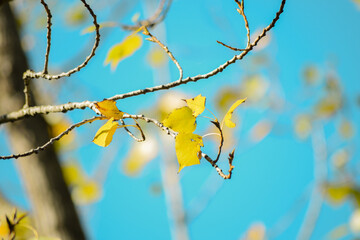 Autumn yellow birch leaves on a branch on a blue background in sunlight, selective focus