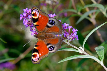 Tagpfauenauge (Aglais io) - European peacock