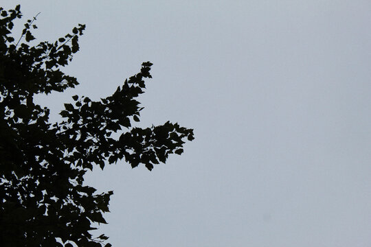 darkened woods