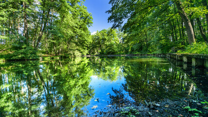 Landscape with trees reflecting, in the water, beautiful summer photography, background. Summer vacation concept.