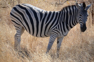 Wild Life: Animals  in their element