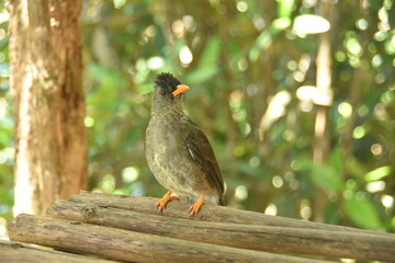 Wild Life: Animals  in their element