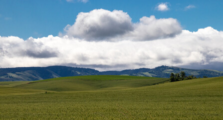 Overlooking the spring green fields of the Palouse in Washington state