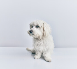 Adorable dog over isolated white background.