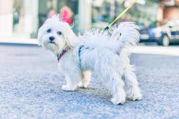 Adorable white dog at street of city.