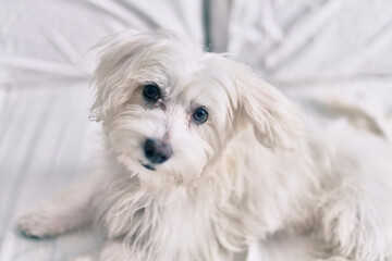 Adorable white dog at bed.