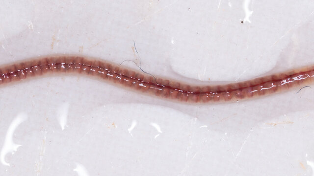 brazilian Earthworm of the Order Haplotaxida