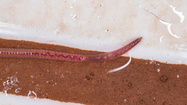 Earthworm of the Order Haplotaxida