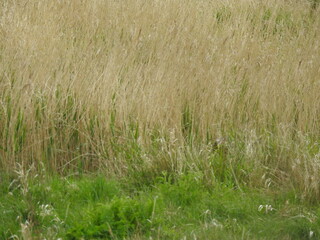 Obraz na płótnie Canvas View of tall dried grass
