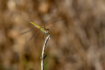 Macro shots, showing of eyes dragonfly and wings detail. Beautiful dragonfly in the nature habitat.