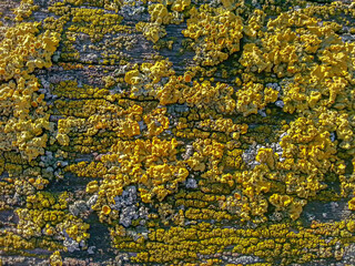 Golden yellow Shield Lichen CloseUp on old wood boards surface, background