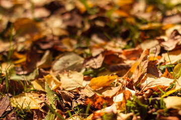 Red and orange background of autumn leaves. Outdoor. Colorful background image of fallen autumn leaves, autumn season. Copy the text.