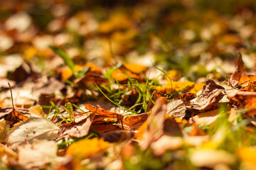 Red and orange background of autumn leaves. Outdoor. Colorful background image of fallen autumn leaves, autumn season. Copy the text.