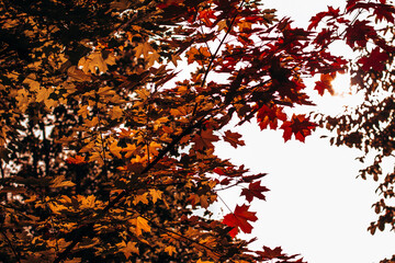 Red and orange background of autumn leaves. Outdoor. Colorful background image of trees with autumn leaves, autumn season.