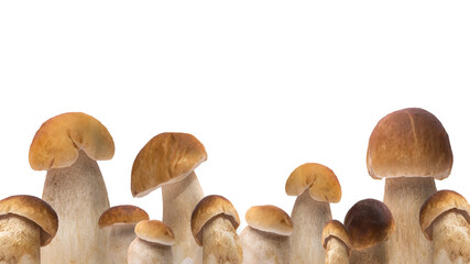 Close up of many different Boletus edulis (king bolete) / penny bun / cep / porcini / mushroom isolated on white background