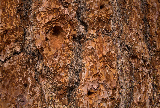 Bark From A Jeffrey Pine Tree
