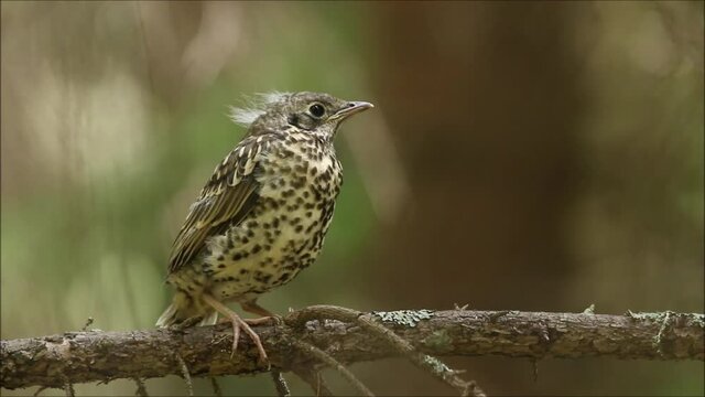 A small Mistle thrush, Turdus viscivorus chick perched on a branch and looking for parents in a boreal forest of Estonia. 