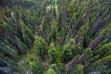 Aerial view of dead tree trunks located on grassy ground near coniferous trees on Whistler...