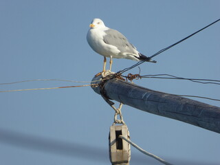 Trabucco