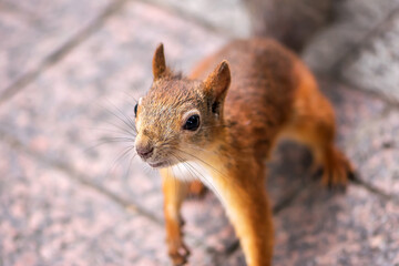Funny red squirrel with a cute face close up