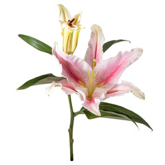 Lilly flower on isolated white background.clipping path object.