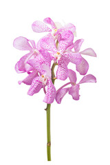 Naklejka na ściany i meble Bouquet Pink Orchid flowers on isolated white background.Floral object.clipping path