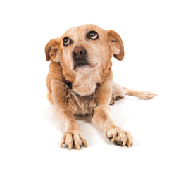 Old dog guilty laying at the floor isolated