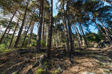 Forest of Pino Silvestre near Brusson, Val d`Ayas