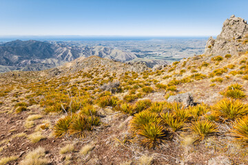 Aciphylla colensoi - giant speargrass plants growing on arid slopes of Wither Hills above Awatere Valley in Marlborough region, New Zealand