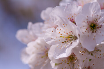 beautiful closeup spring blossoming tree