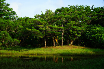 Okinawa Forest in Japan