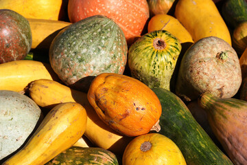Zucchini squash crop, abundant agricultural produce concept background